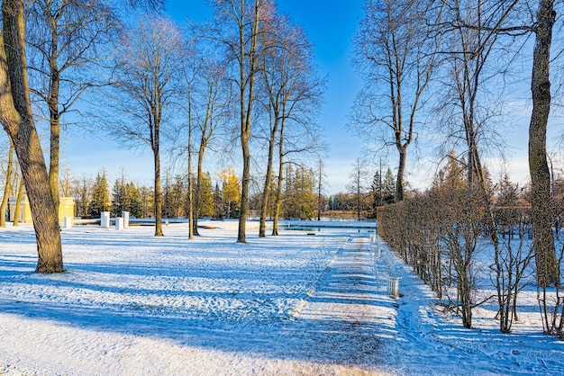 Foto catherine park cerca del palacio del mismo nombre tsarskoye selo pushkin san petersburgo rusia