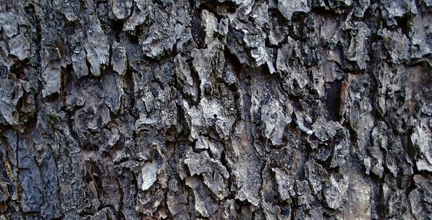 Cativante, capture uma foto deslumbrante de uma superfície de madeira com textura natural