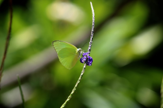 Catopsilia Pomona-Schmetterling, der auf Stachytarpheta Jamaicensis-Blumen sitzt