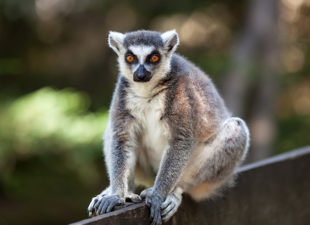 Catta Lemur