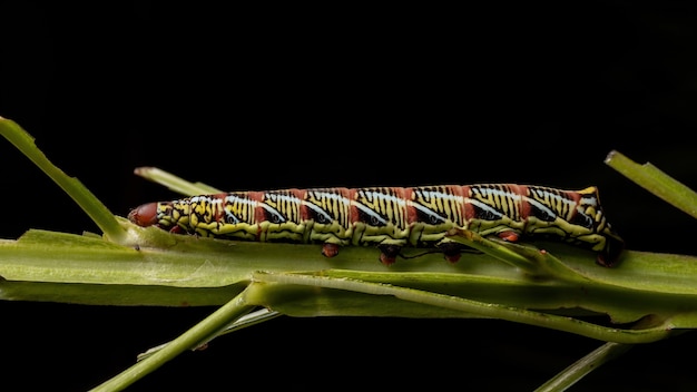 Catterpillar de polilla esfinge con bandas de la especie Eumorpha fasciatus comiendo una planta