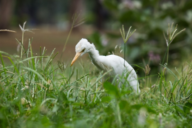 Cattle Egret ou bubulcus ibis em seu ambiente natural em um parque público em Hyderabad, Índia