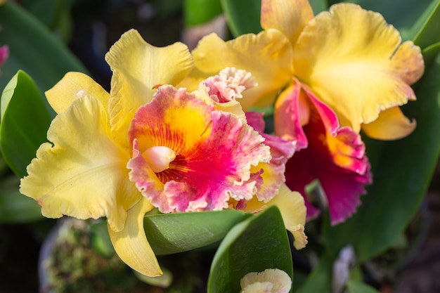 Cattleya Orchideenblume im Garten