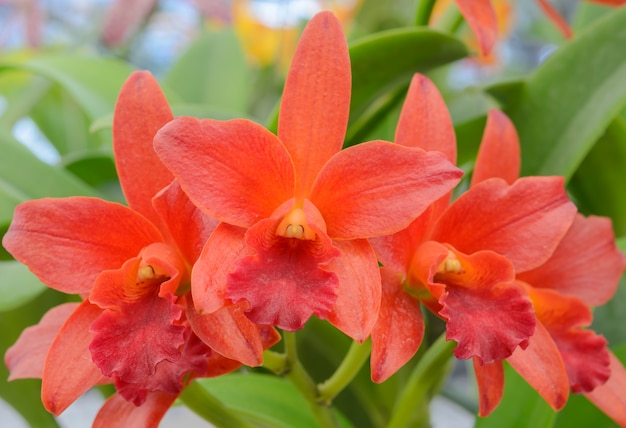 Cattleya-Orchideenblume