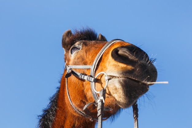 Caubói de focinho de cavalo com um canudo na boca em um campo azul