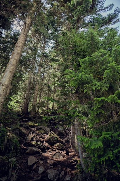 Cáucaso do norte e sua natureza