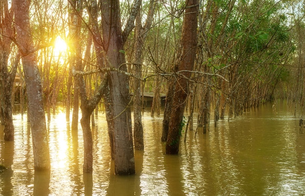 Caucho de látex, árbol de caucho, caucho de plantaciones y árboles en el sur de Tailandia