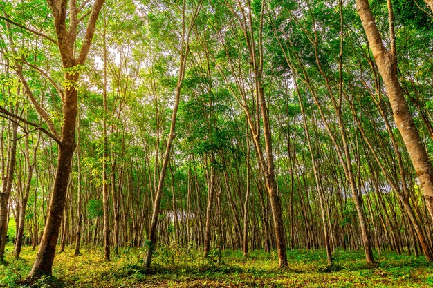 Caucho de plantación o caucho de látex en el sur de Tailandia