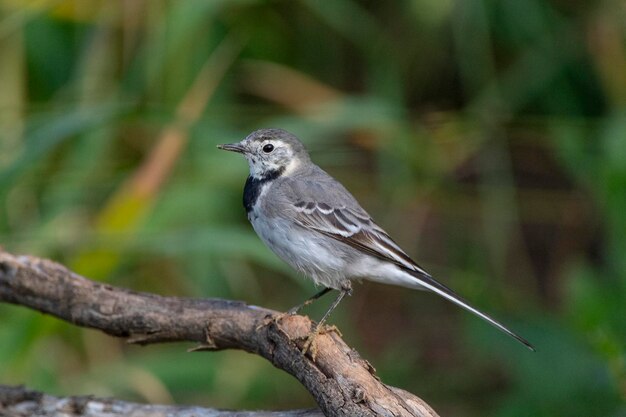 Cauda branca Motacilla alba Malaga Espanha.