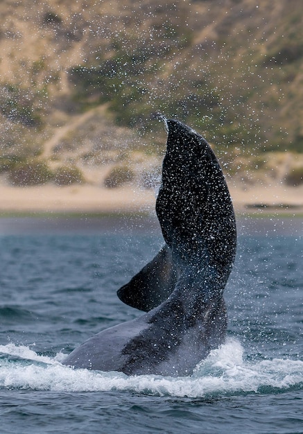 Cauda da Baleia Franca Austral, Península Valdés, Patagônia, Argentina.