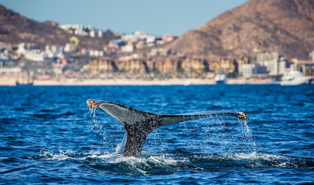 Cauda da baleia jubarte