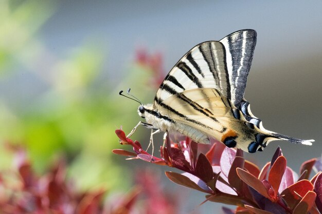 Cauda de andorinha borboleta machaon fechar retrato