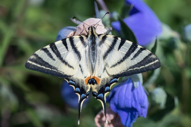 Cauda de andorinha borboleta machaon fechar retrato