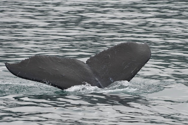 Cauda de baleia jubarte ao descer em Glacier Bay Alaska
