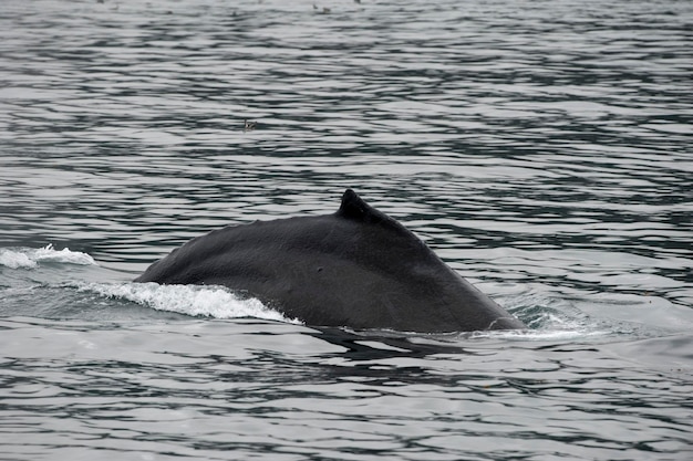 Cauda de baleia jubarte ao descer em Glacier Bay Alaska