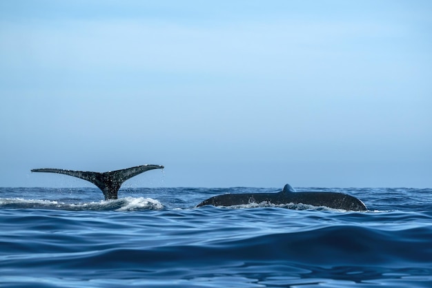 Cauda de duas baleias jubarte enquanto mergulham juntas em todos santos cabo san lucas baja california sur méxico oceano pacífico