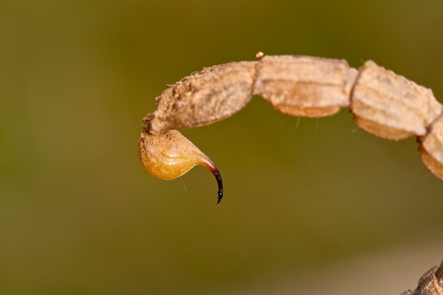 Cauda escorpião buthus