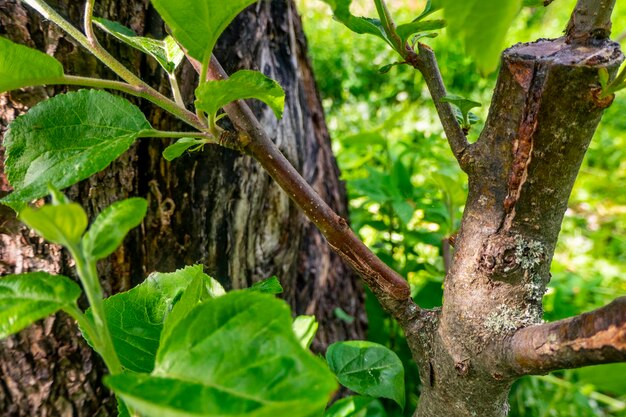 Caule coberto de câmbio enxertado em um galho de uma macieira na primavera passada Árvores frutíferas enxertadas