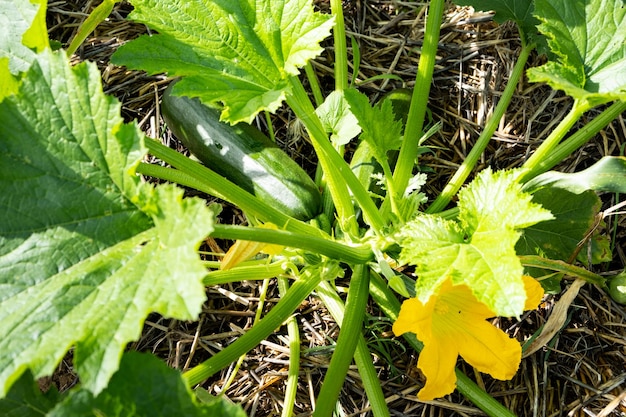 Caule de abobrinha com uma fruta e uma flor crescendo em um jardim de permacultura em um chão coberto de palha