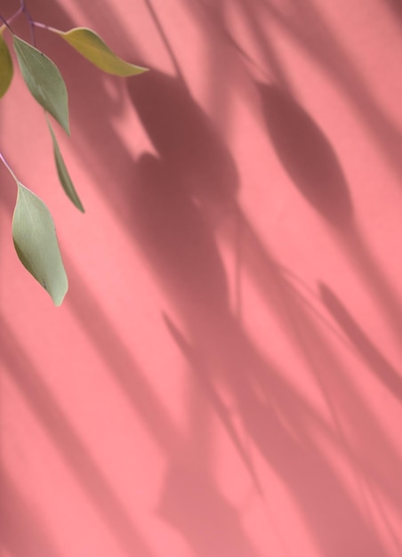 Caule de eucalipto de folha verde botânica caindo contra a parede rosa de argila terrosa neutra com sombra
