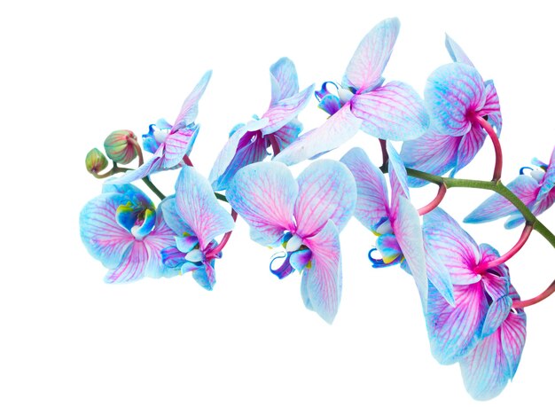 Caule de flores de orquídeas azuis frescas