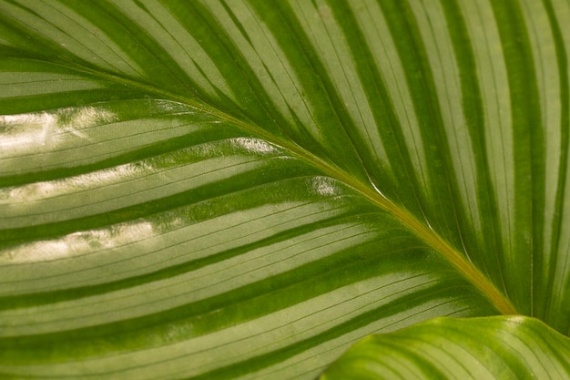 Caule de folha de planta natural com textura