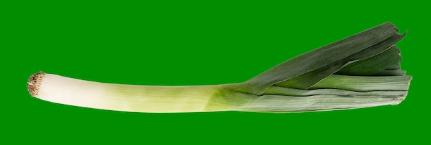 Caule suculento e brilhante de alho-poró Vitaminas saúde e nutrição Isolado em um fundo de cor verde de sapo Formato Panorama