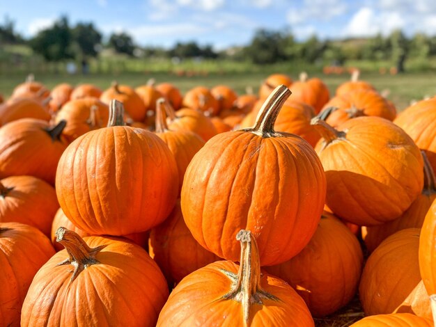 caules de abóboras no campo durante a época de colheita no outono preparação de halloween fazenda americana