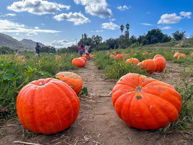 caules de abóboras no campo durante a época de colheita no outono preparação de halloween fazenda americana