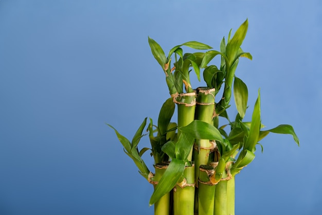 Caules de bambu com folhas fechadas em um fundo azul