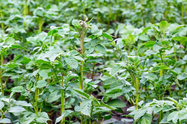 Caules de batatas com folhas verdes no jardim durante o crescimento