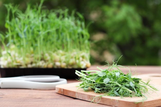 Caules de ervilhas verdes estão na placa da cozinha contra o fundo da hortaliça Crescendo microgreens em casa