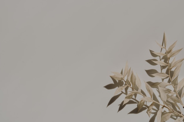 Caules de grama seca em fundo branco castanho com espaço de cópia Reflexões de sombras de luz solar quente Silhueta Simplicidade minimalista de colocação plana Composição floral estética de vista superior