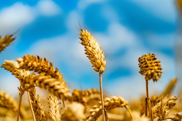Caules de trigo são retratados no céu azul em dia ensolarado
