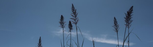 caules pluma cana grama azul