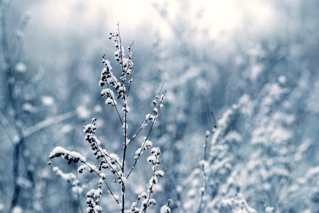 Caules secos de plantas selvagens cobertos de neve em um fundo desfocado