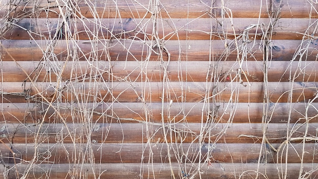 Caules secos de uma planta trepadeira. close-up vista de um fragmento de uma velha parede de madeira coberta por hera seca. imagem abstrata com plantas de videira mortas cinzentas em pranchas marrons de uma casa de fachada.