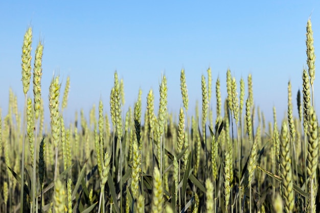 Caules verdes suaves e espigas de trigo contra o céu antes do amadurecimento