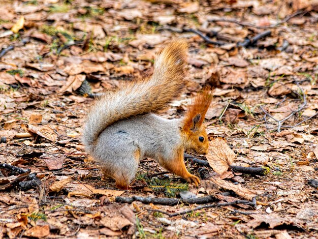 Cauteloso y divertido squirel buscando comida