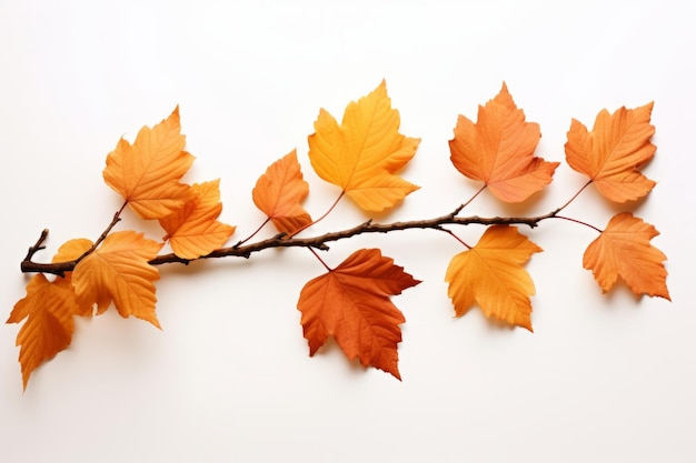 La cautivadora belleza del otoño Una rama aislada de hojas coloridas sobre un fondo blanco