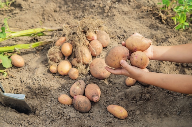 Cava papas en el jardín. Enfoque selectivo.