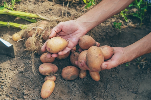 Cava papas en el jardín. Enfoque selectivo.