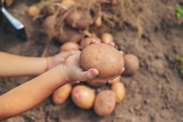 Cava papas en el jardín. Enfoque selectivo.