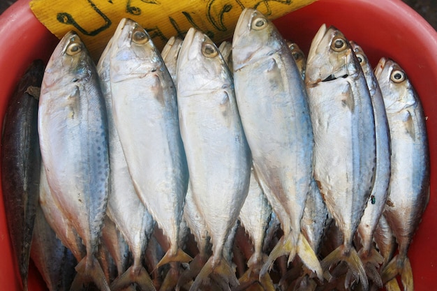 Cavala fresca no mercado