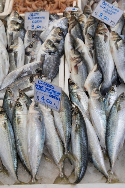 Cavala para venda na banca de mercado, Bolonha, Itália