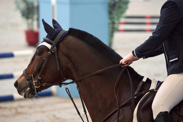 Cavaleiro em um lindo cavalo marrom, aguardando o início de um show de salto