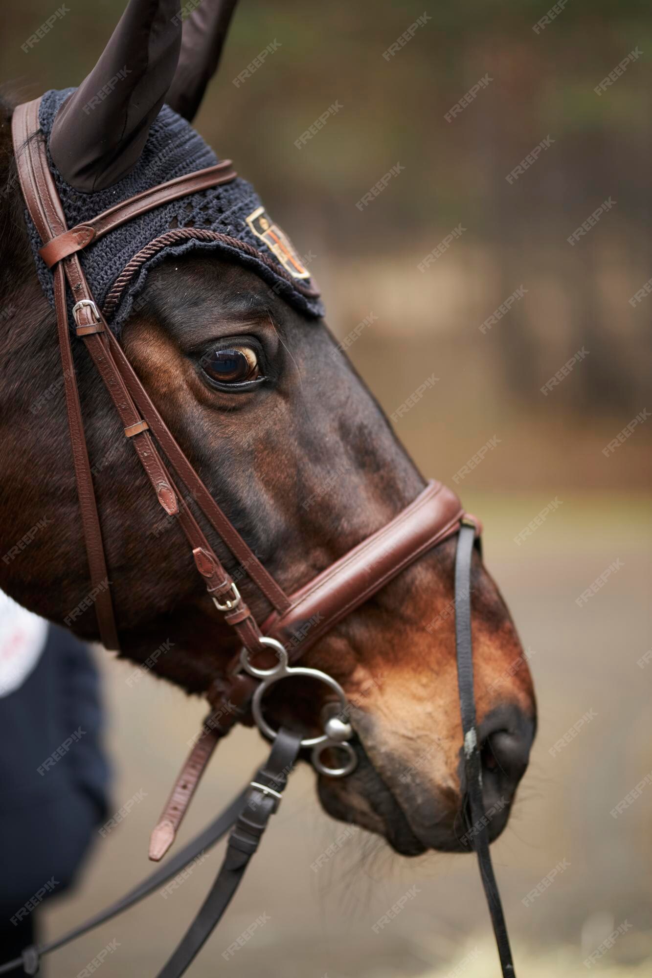 Cavalo cavalgando na bahia imagem editorial. Imagem de freio - 204124325