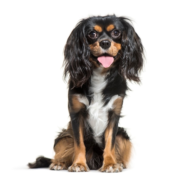 Cavalier King Charles, 1 ano de idade, sentado em frente a um fundo branco