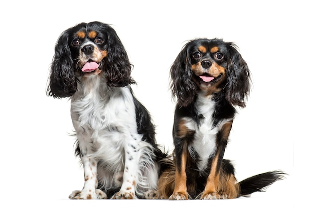 Cavalier King Charles, de 6 años de edad, sentado delante de un fondo blanco