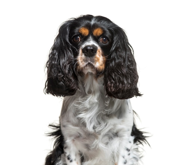 Cavalier King Charles, 6 Jahre alt, sitzt vor weißem Hintergrund